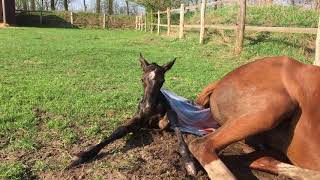 Fohlengeburt  Birth of Filly quotPerfect Dayquot April 18 2018 [upl. by Anatsirhc732]