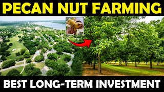 Pecan Nut Farming  Pecan Nut Cultivation  Growing Pecan Nut Trees For Long Term Farming Business [upl. by Tut]