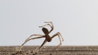 Cartwheeling spider [upl. by Kumagai]