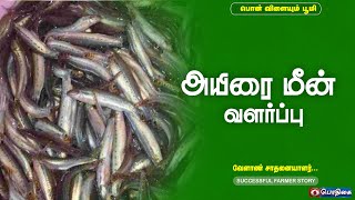 அயிரை மீன் வளர்ப்பு  Successful Farmer Story [upl. by Brigitte]