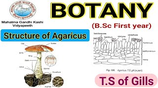 Botany for bscStructure of AgaricusTS of Gills of Agaricus [upl. by Silverts]