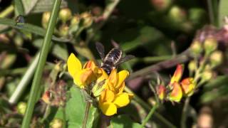 MEGACHILE  Megachilidae  Abeille Solitaire  BRUITX [upl. by Fiester]