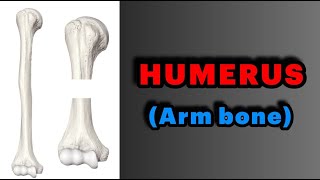 جلسه 6  آناتومی استخوان بازو Anatomy of Humerus [upl. by Anitel432]