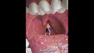 Why is it like this under the tongue shortvideos facts amazingfacts [upl. by Hannon234]