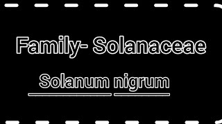 Family Solanaceae  solanum nigrum  General character amp classification with floral diagram [upl. by Broderick]