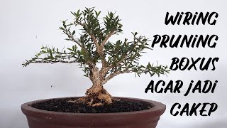 HOW TO PRUNE AND WIRING BUXUS HARLANDII  CARA PRUNING DAN WIRING SEDERHANA BONSAI BUXUS BAGI PEMULA [upl. by Kruse]