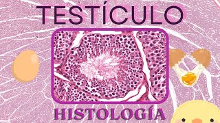 Histología de Testículo [upl. by Elleimac374]