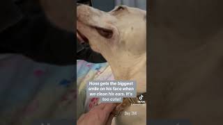 Great Pyrenees coonhound can’t help but smile when his ears are cleaned [upl. by Ecnarwal756]