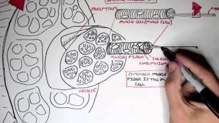 Myology  Skeletal Muscle Structure [upl. by Merriott667]