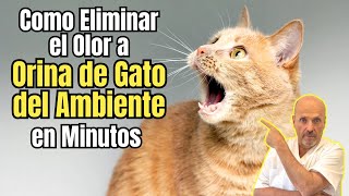 ✅ ¿COMO ELIMINAR EL OLOR A ORINA DE GATO DEL AMBIENTE EN MINUTOS ✅ [upl. by Ymer]