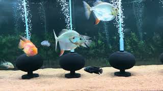 180 gallons American cichlids [upl. by Delainey246]