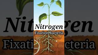 The Power of Nitrogen Fixation Bacteria in Natural Farming [upl. by Eciralc]