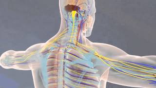 Of Anatomy and Physiology 2013  3D Animation [upl. by Autum]