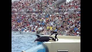 Shamu Stadium SeaWorld Dangerous Orca Show No Longer Allowed Now [upl. by Brietta677]