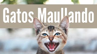 MAULLIDOS DE GATOS TIERNOS [upl. by Naghem]