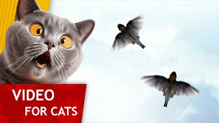 😸 Cat Games  Get That Sparrow 🐦 Video for Cats to watch 1 hour version of our classic Game [upl. by Aivatnahs398]