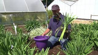 CHOOSING amp GROWING AGAPANTHUS [upl. by Anairt]