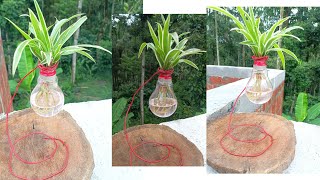 Chlorophytum comosum  Gardening Ideas  Live Plants  Spider Plant  Gardening  Creative Gardening [upl. by Connie110]