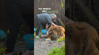 Touching the belly of a tiger  lion tiger bigcat chat normandie [upl. by Enitsenre309]