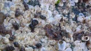 Flatworms at Esquimalt Lagoon [upl. by Hedgcock531]