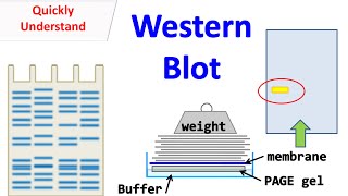 Western blot [upl. by Ailegna]