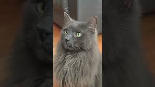 CAT nebelung nebelungcat breed cats catlover catvideos catshorts love lovely lover video [upl. by Keary]