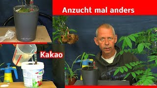 Kakao Pflanzen einpflanzen mal anders und besonders [upl. by Diarmid22]