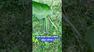 পটল চাষের নিয়ম ও ফলন বৃদ্ধির কৌশল। [upl. by Enirhtak728]