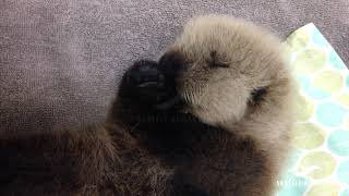 Sea otter Rialto sleeping [upl. by Levine612]