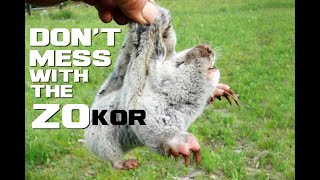 Zokor Facts  The Mole thats not a Mole  Animal a Day XYZ Week [upl. by Arihsat]