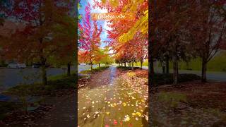 quotExploring Washingtons Breathtaking Fall Colors 🍁  Fall Photography for Travelers fallcolors [upl. by Aleyam]