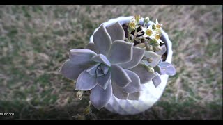 Propagate Succulents From Leaves 100 Success  No Soil amp No Water [upl. by Avirt603]