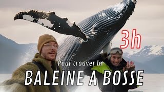 3h POUR TROUVER LA BALEINE A BOSSE  Skjervøy Norvège [upl. by Kola]