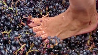 COMO se HACE el VINO de UVA con los PIES🍇🍷 Como se FABRICA el VINO TINTO con MILLONES de UVAS [upl. by Laerol]