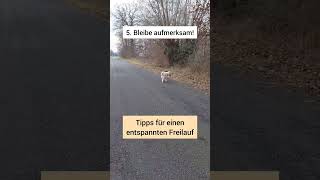 Hundetraining Tipps für einen entspannten Freilauf  Freilauf mit dem Hund üben [upl. by Akirderf592]