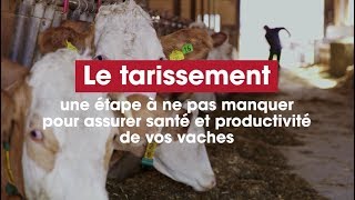 Le tarissement  une étape à ne pas manquer pour assurer santé et productivité de vos vaches [upl. by Aylat]