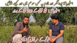 Stevia farming How to grow stevia Stevia crop and cultivation in Pakistan IR FARM [upl. by Adaran]