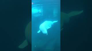 Beluga whales at Sea World San Diego ❤️ [upl. by Lipman652]