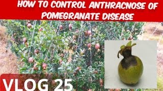 How to control Anthracnose disease in pomegranate 🌱 [upl. by Reivax]