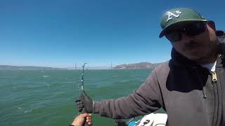 Monster 7 Gill Shark fishing the sf bay [upl. by Philippa]