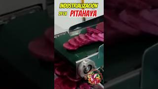 😯😯Pulpa de PITAHAYA deshidratada💥 fruta pitahaya pitaya industrialimentaria [upl. by Leidba]