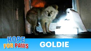 Dog rescue Goldie and Romeo Part 1 of 2  By Eldad Hagar dogs [upl. by Renba]