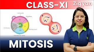 Cell cycle and cell division  Lecture  4  Mitosis  Class 11th  NEET  Stages of mitosis [upl. by Anasxor]