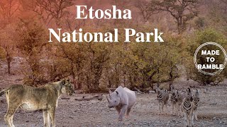 A Taste of Namibia On Safari in Etosha National Park [upl. by Currey551]