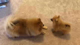 Tiny pomeranian puppy barking running cute puppy [upl. by Sewell536]