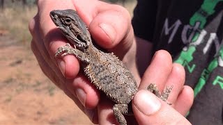 Herping Wild Dragons in Central NSW [upl. by Jerz]