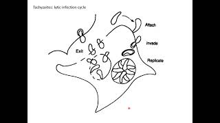 Toxoplasmosis  John Frean [upl. by Ytisahc143]