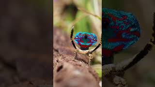 Maratus madelineae [upl. by Norved227]