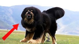 Is Tibetan Mastiff Worth It Own A Mastiff [upl. by Yejus90]