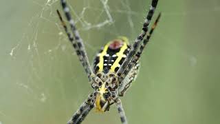 HAI CON NHỆN NEPHILA [upl. by Annmarie]